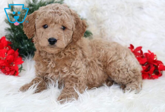 Lyla Mini Goldendoodle2 image