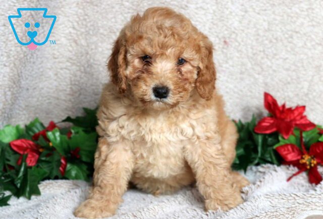 Lyle Mini Poodle image
