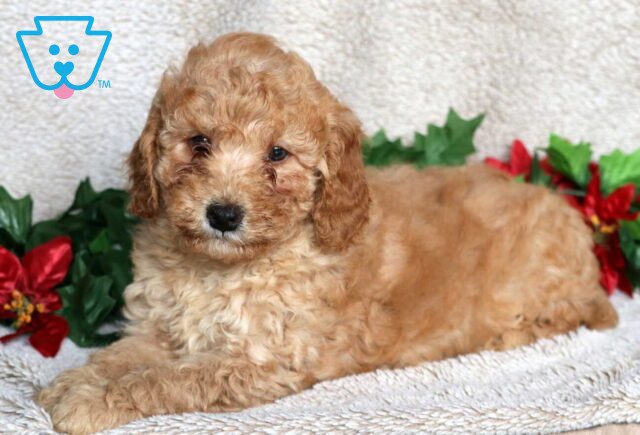 Lyle Mini Poodle2 image