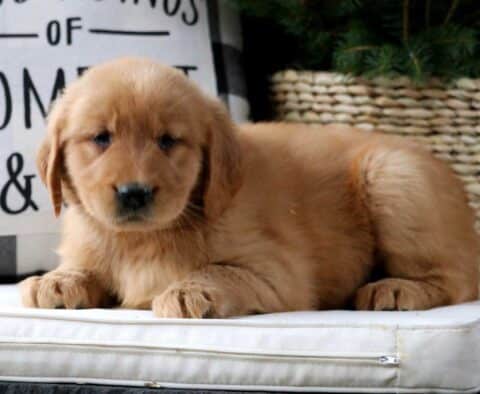 Macy Golden