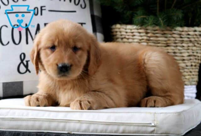 Macy Golden image