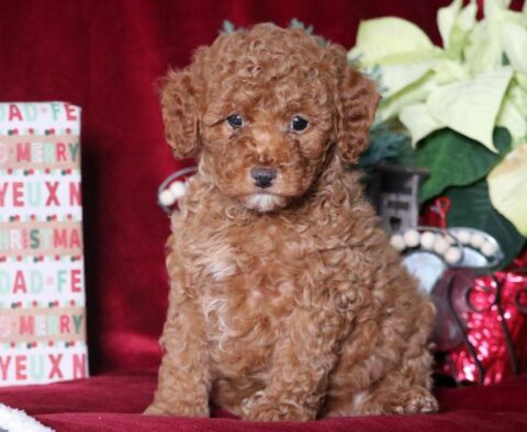 Magic Mini Goldendoodle