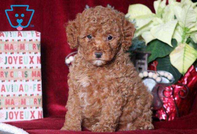 Magic Mini Goldendoodle image