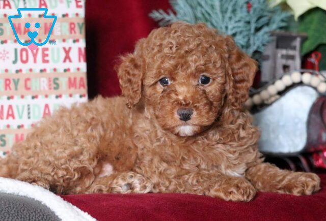 Magic Mini Goldendoodle2 image