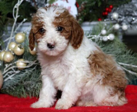 Marcia Mini Poodle