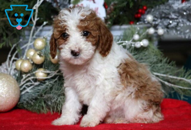 Marcia Mini Poodle image