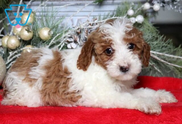 Marcia Mini Poodle2 image