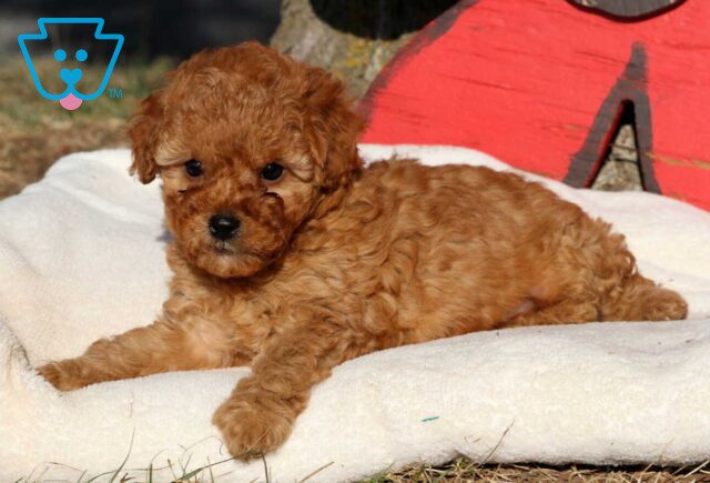 Marley Cockapoo image