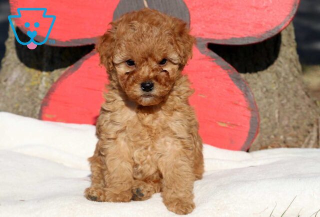 Marley Cockapoo2 image