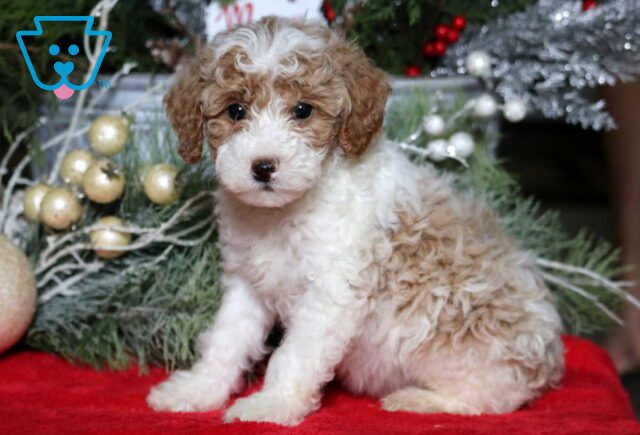Maxon Mini Poodle image