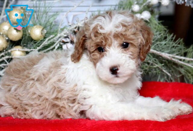 Maxon Mini Poodle2 image