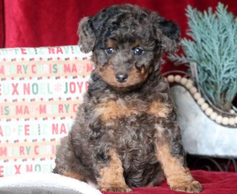 May Mini Goldendoodle