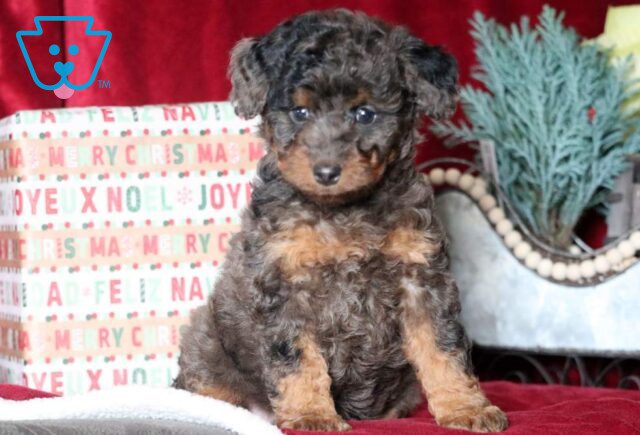 May Mini Goldendoodle image