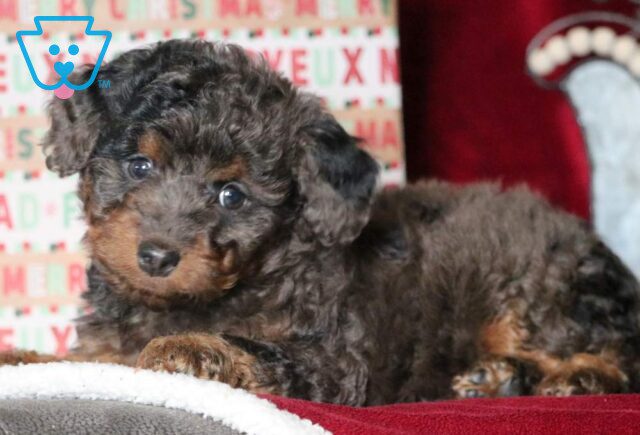 May Mini Goldendoodle2 image