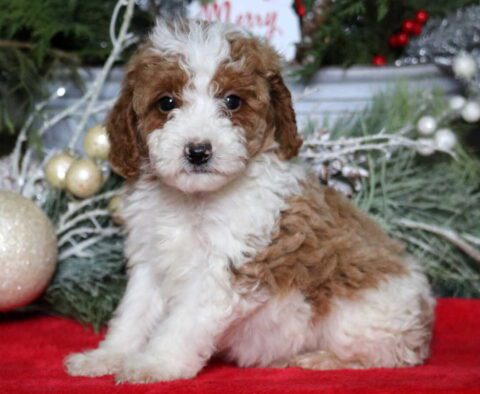 Mike Mini Poodle