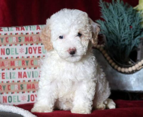 Milly Mini Goldendoodle