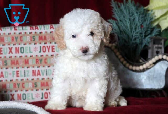 Milly Mini Goldendoodle image