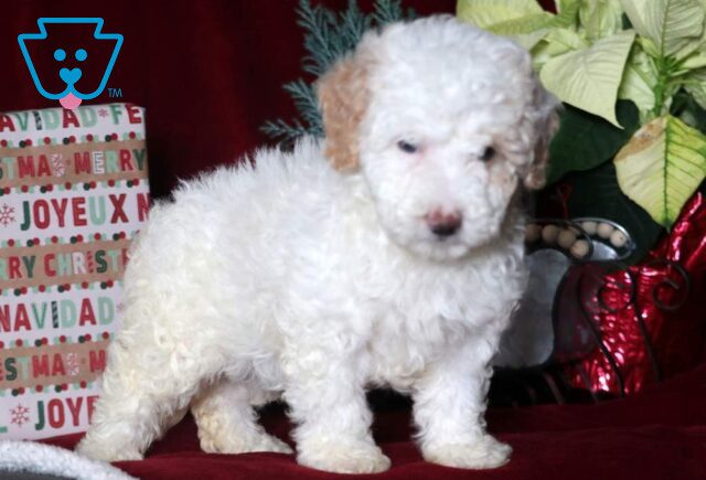 Milly Mini Goldendoodle2 image
