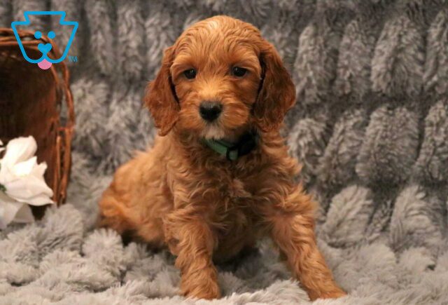 Milo Mini GOldendoodle image