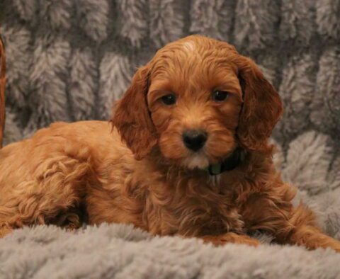 Milo Mini GOldendoodle2