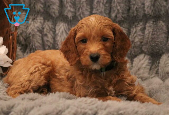 Milo Mini GOldendoodle2 image