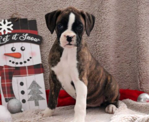Mindy Boxer2