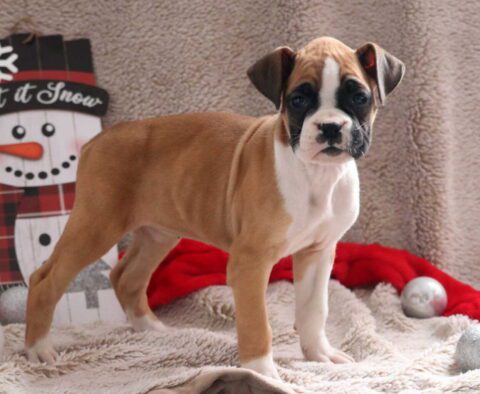 Misty Boxer2