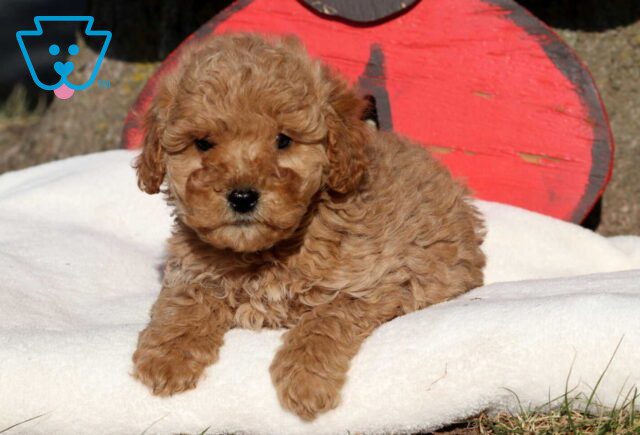 Moe Cockapoo image