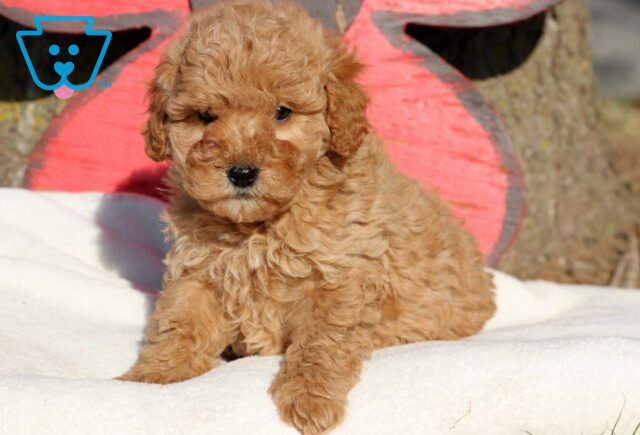 Moe Cockapoo2 image