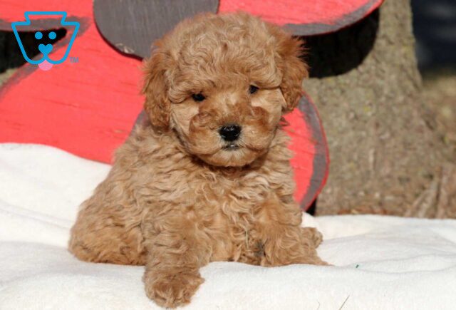 Moe Cockapoo3 image