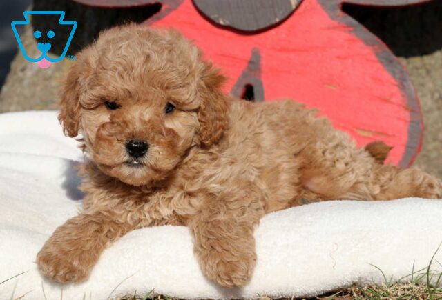 Moe Cockapoo4 image