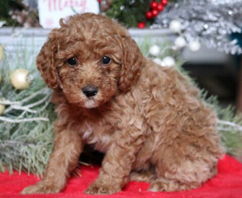 Monica Mini Poodle