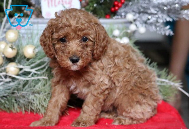 Monica Mini Poodle image