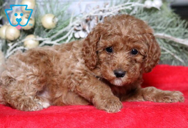 Monica Mini Poodle2 image