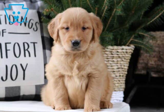 Muffin Golden image