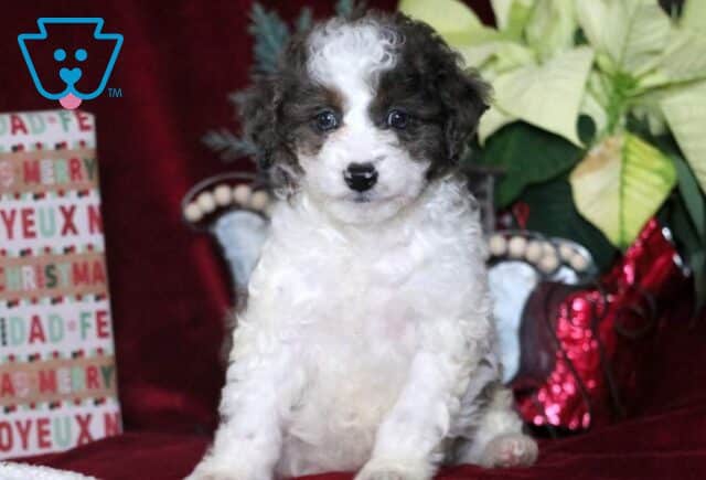 Mya Mini Goldendoodle image