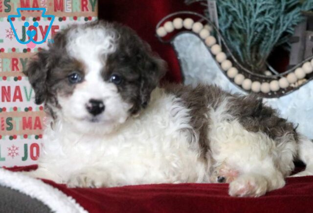 Mya Mini Goldendoodle2 image