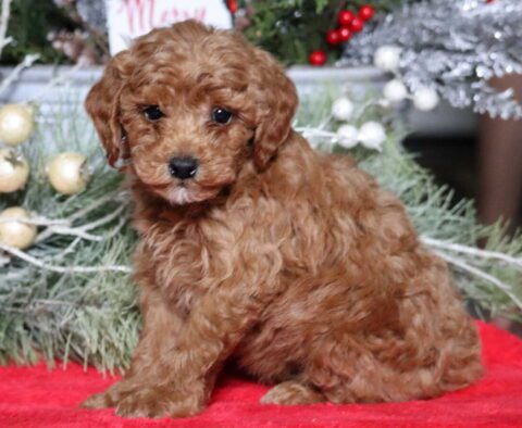 Mylan Mini Poodle