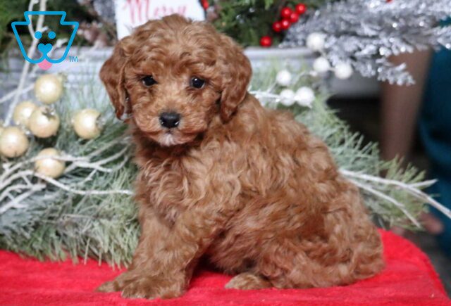 Mylan Mini Poodle image