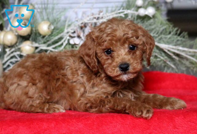 Mylan Mini Poodle2 image