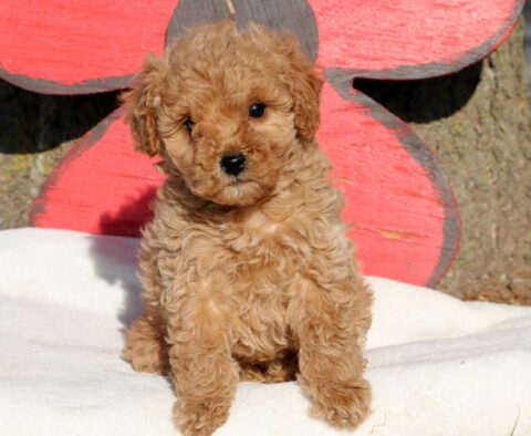 Mylie Cockapoo