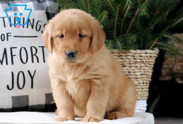 Mylie Golden image