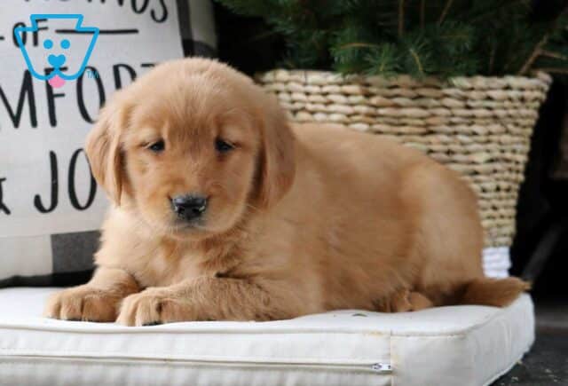 Mylie Golden2 image