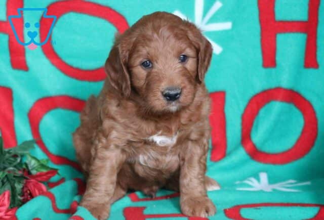 Nabisco Goldendoodle image