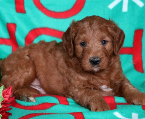 Nabisco Goldendoodle2