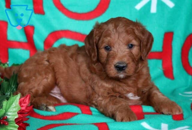Nabisco Goldendoodle2 image