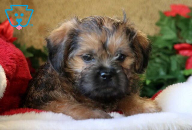 Nash Poodle Mix image