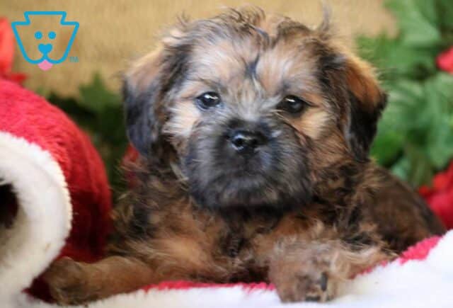Nash Poodle Mix3 image