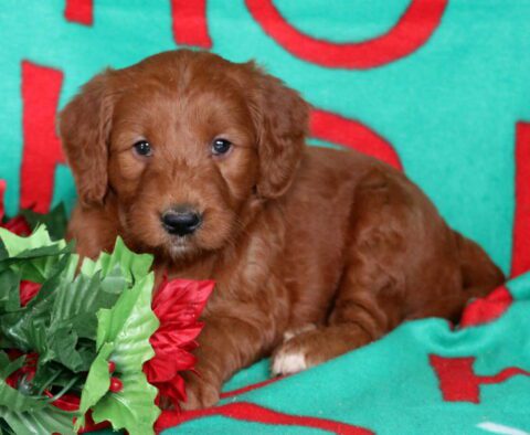 Navy Goldendoodle2