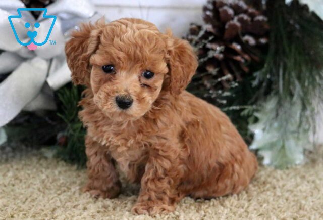 Navy Mini Poodle image